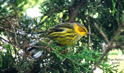 Cape May Warbler - male