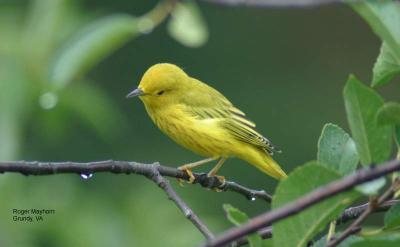 Yellow Warbler - female