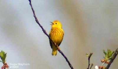 Yellow Warbler - male