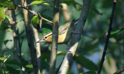  Worm-eating Warbler