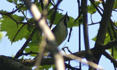 Blackpoll Warbler - male