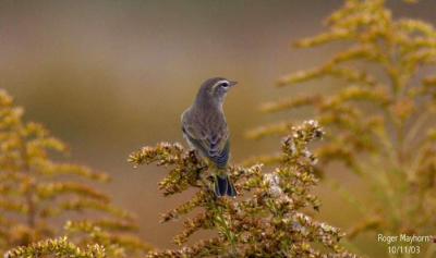  Palm Warbler