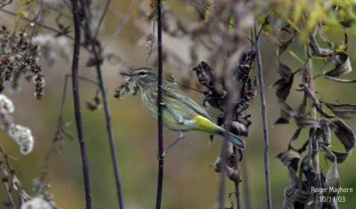 Palm Warbler