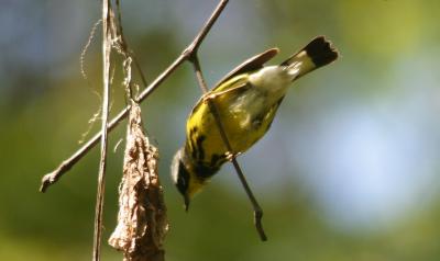 Magnolia Warbler - male