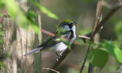 Chestnut-sided Warbler - male