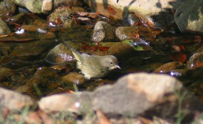 g3/65/509065/3/54839457.2005923CommonYellowthroat1styearfemale150.jpg