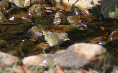 Common Yellowthroat - 1st year female