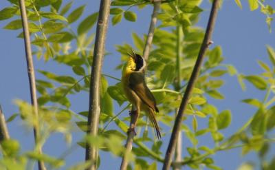 Common Yellowthroat - male