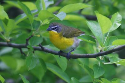  Yellow - breasted Chat