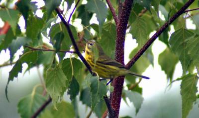 Prairie Warbler - male