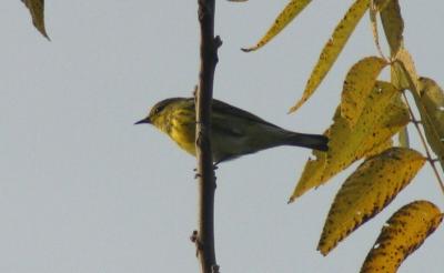 Prairie Warbler - female