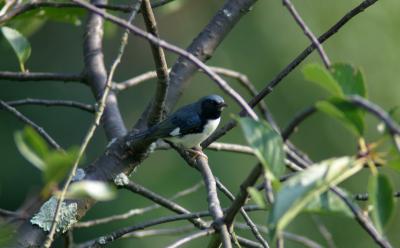 Back-throated Blue Warbler - male