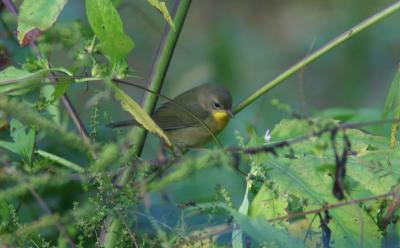 g3/65/509065/3/55039894.2005927CommonYellowthroatfemale004c.jpg