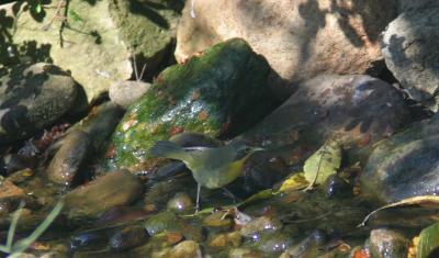 Common Yellowthroat - 1st year male