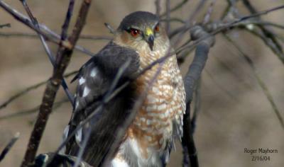 Sharp-shinned Hawk