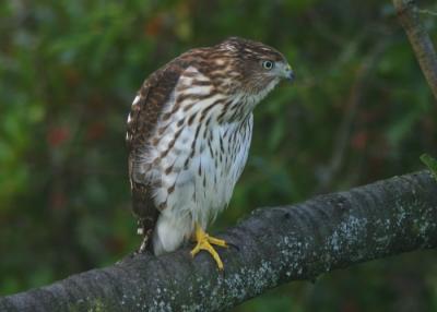 Coopers Hawk - Immature female