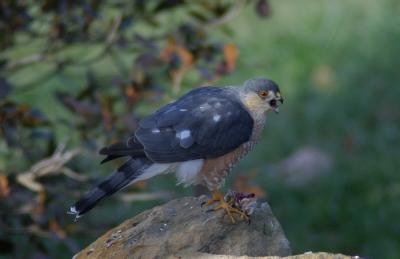 Hawk Finishes His Meal