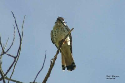 American Kestrel - with Lizard