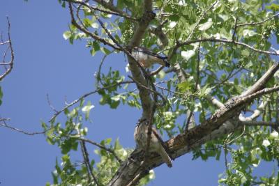 American Kestrel - male (above) - female (below)