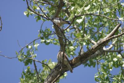 American Kestrel  with her meal