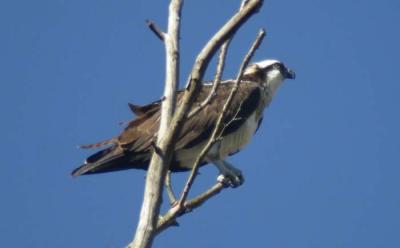 Osprey  ( Fish Hawk )