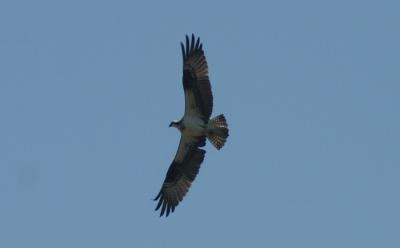 Osprey