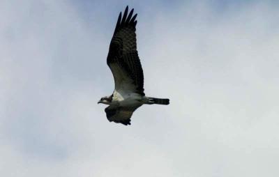 Osprey