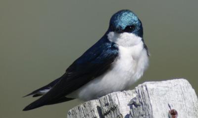  Tree Swallow