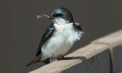 Tree Swallow with nest material