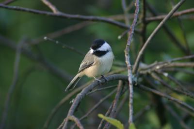 Carolina Chickadee