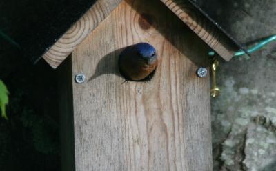 Male  Bluebird - Making sure its safe