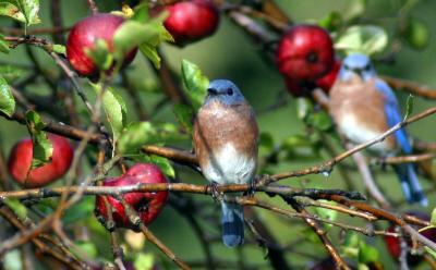 Male Eastern  Bluebirds - Catching the morning sun