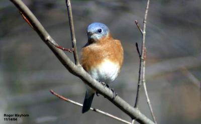 Male Eastern Bluebird - Keeping a watchful eye