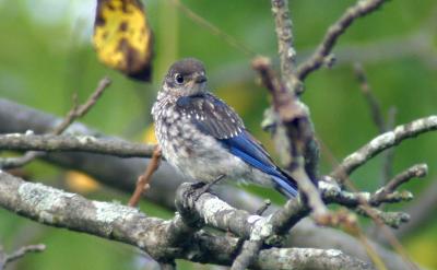 Eastern Bluebird - Juvenile - Its a big world