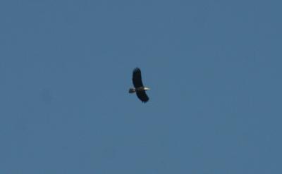 g3/65/509065/3/55414025.2006128BaldEagle045.jpg