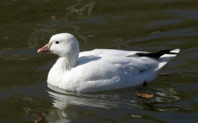 Ross's Goose