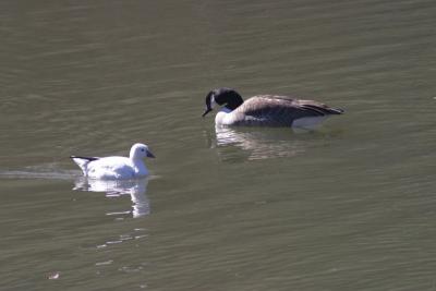 Ross's Goose and Canada Goose