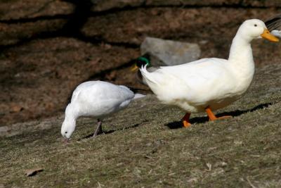Ross's Goose and Domestic Duck