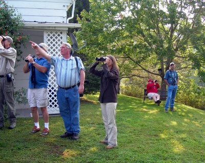 Pointing out Warblers