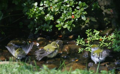 Tennessee Warblers and Chestnut-sided Warblers