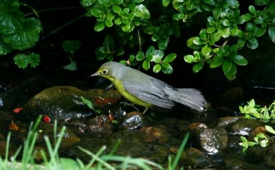 Canada Warbler (female)