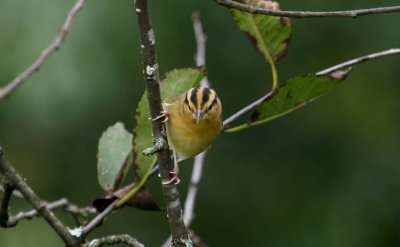  Worm-eating Warbler