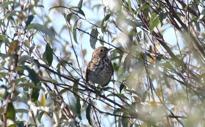 Hermit Thrush