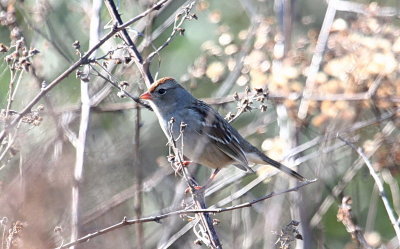  White-crowned Sparrow (juvenile)