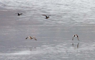 An eagle puts the ducks to flight
