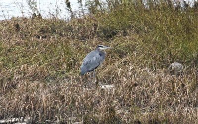  Great Blue Heron near Belle Point Park