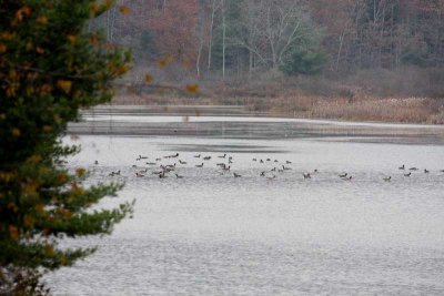 Mountain Valley Lake with Canada Geese