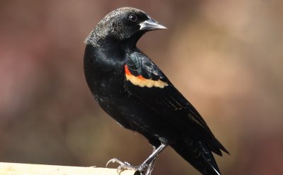 The usual Red-winged Blackbird (male)