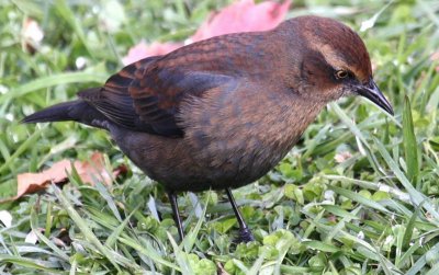 Rusty Blackbird