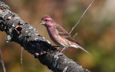 Purple Finch (male)